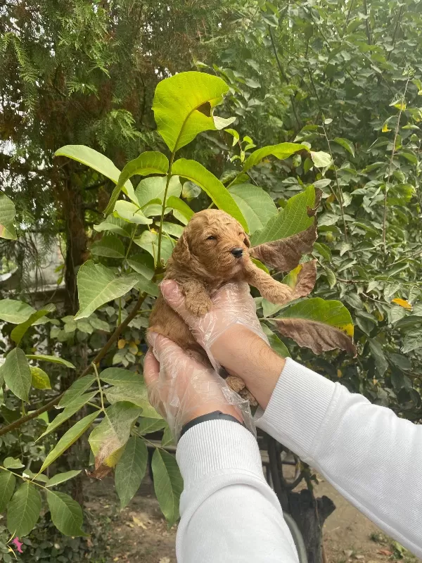 Uyari Yemesi Hissi Uyandiran Toy Poodle Yavrularımiz
