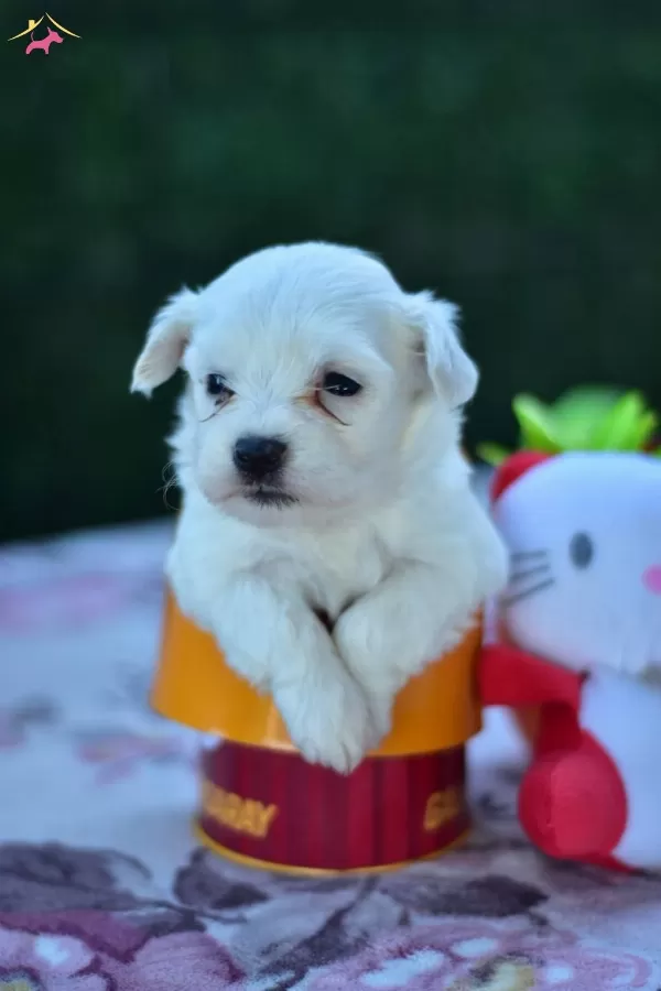 Kar Beyaz Sirin yüzlü Maltese Terrier Yavrular