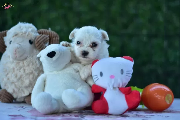 Kar Beyaz Sirin yüzlü Maltese Terrier Yavrular