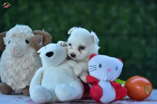 Kar Beyaz Sirin yüzlü Maltese Terrier Yavrular