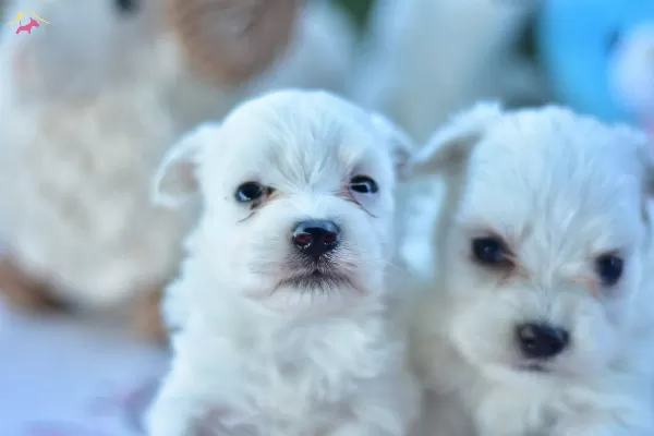 Kar Beyaz Sirin yüzlü Maltese Terrier Yavrular