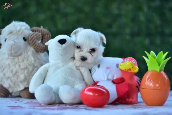 Kar Beyaz Sirin yüzlü Maltese Terrier Yavrular
