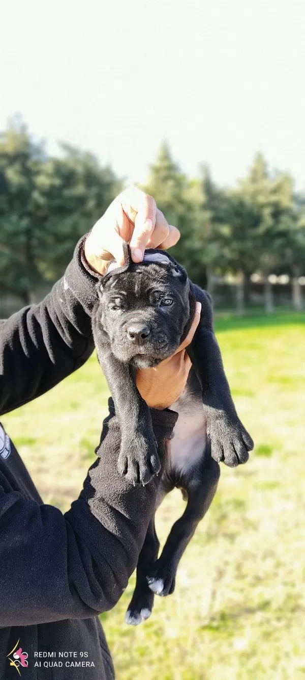Secereli Cane Corso Yavrularımiz