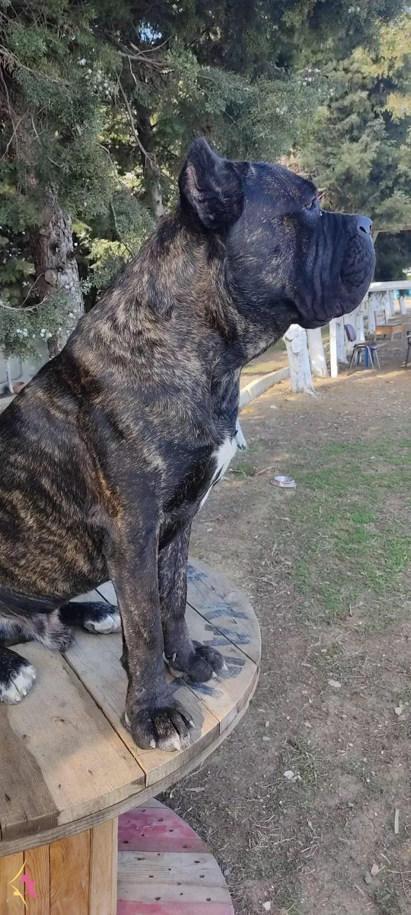 Secereli Cane Corso Yavrularımiz