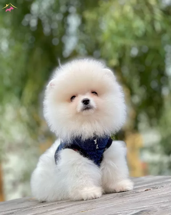Teddy Bear Pomeranian Boo