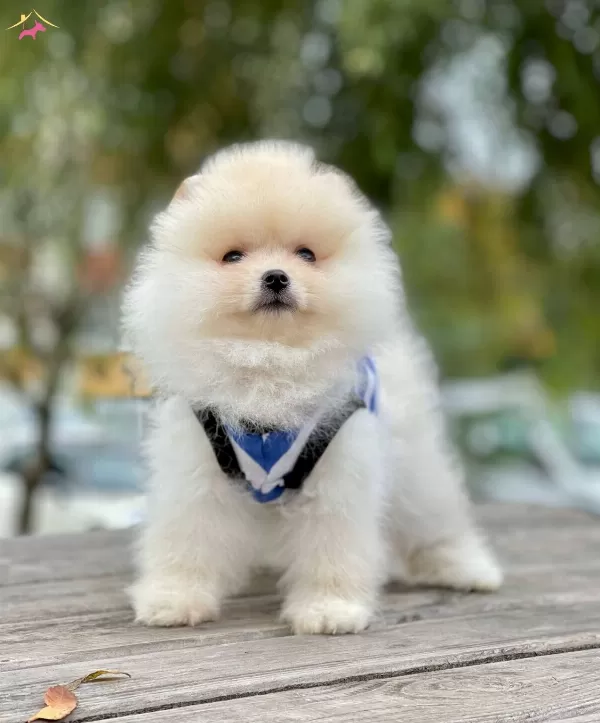 Teddy Bear Pomeranian Boo