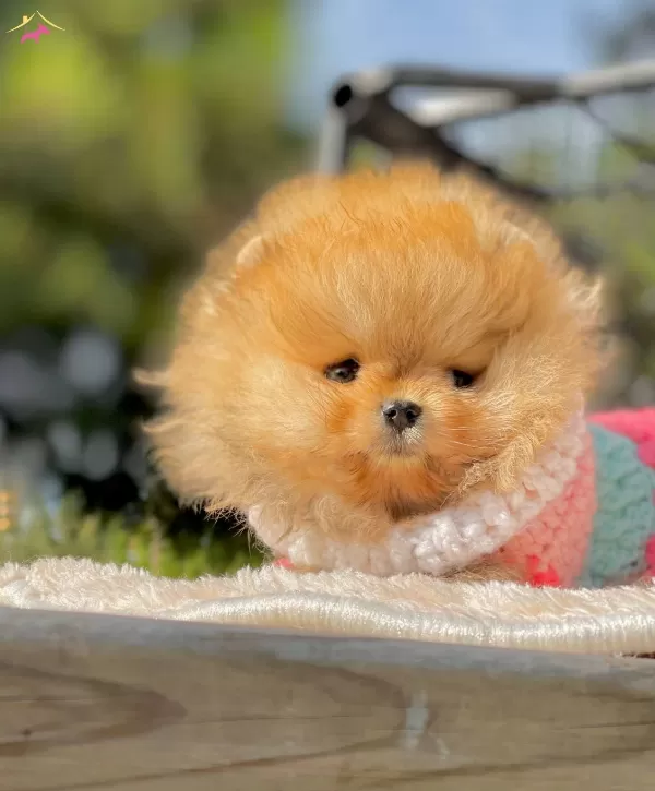 Teddy Bear Pomeranian Boo