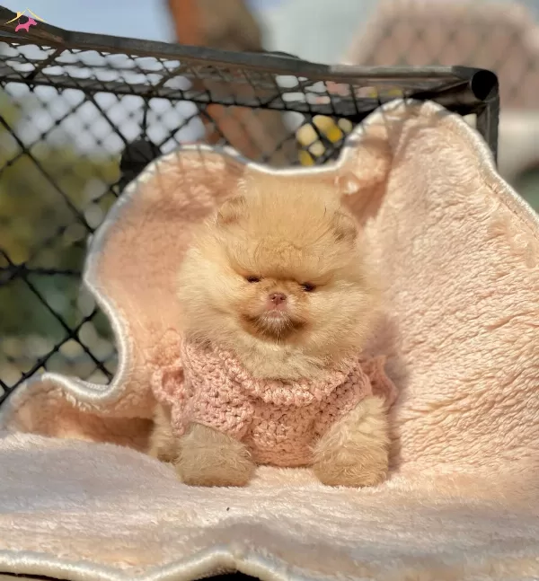Teddy Bear Pomeranian Boo