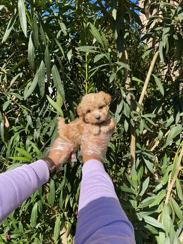 En Sevilen Renk Maltipoo Kuzucuklari