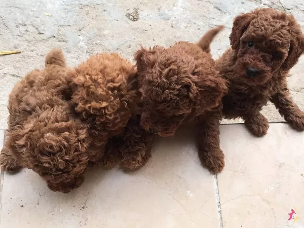 Irkının En Iyisi Toy Poodle Bebekleri