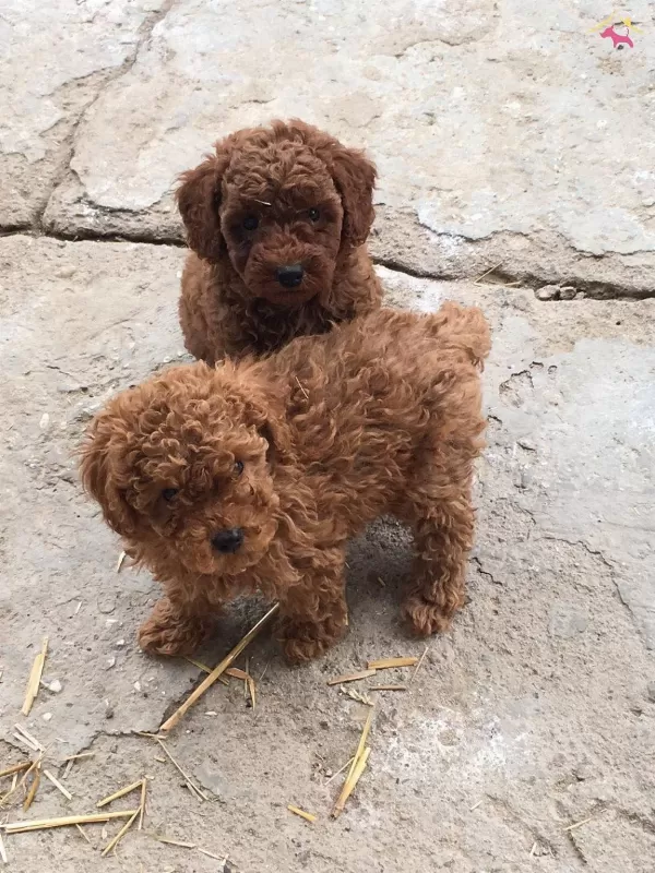 Irkının En Iyisi Toy Poodle Bebekleri