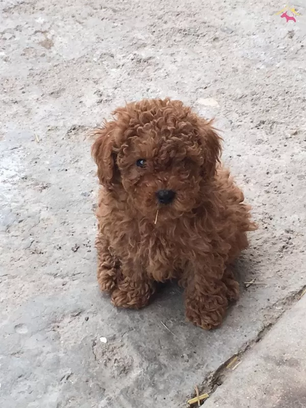 Irkının En Iyisi Toy Poodle Bebekleri