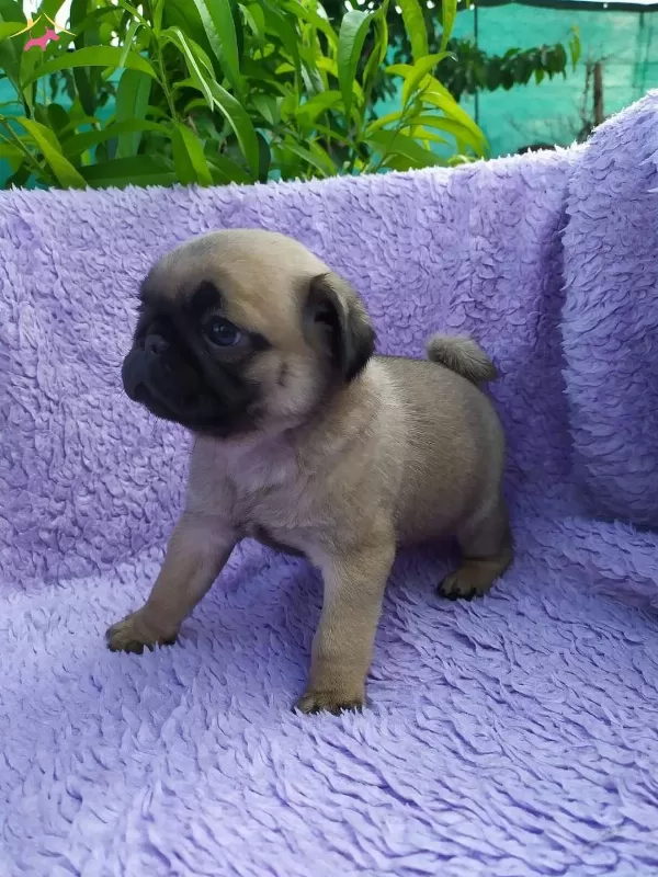 Irk Ve Sağlık Garantili Pug Yavrular