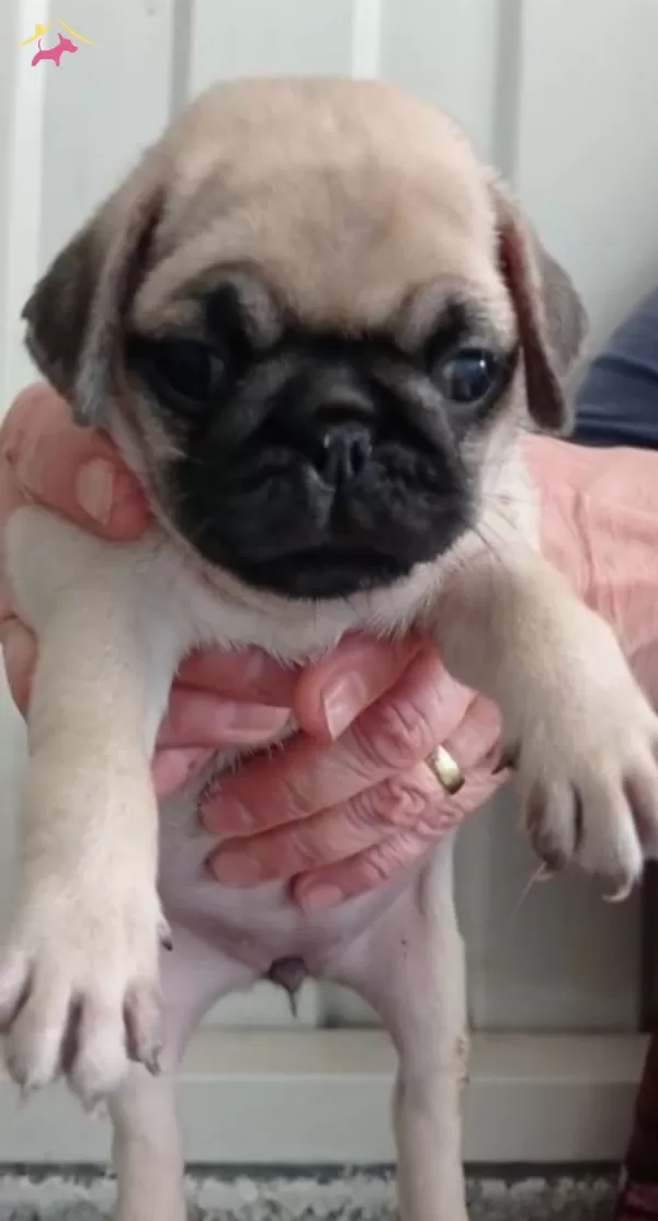 Irk Ve Sağlık Garantili Pug Yavrular