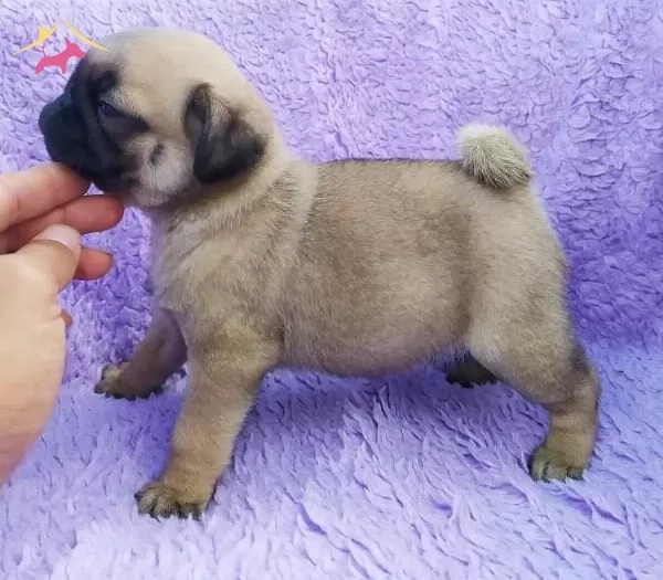 Irk Ve Sağlık Garantili Pug Yavrular