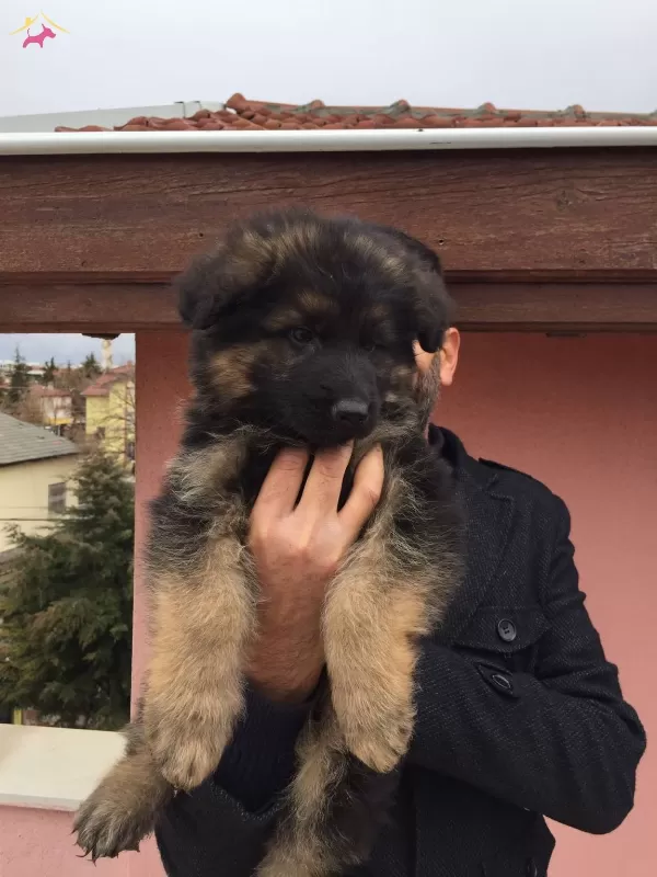 Scr Li Anne Baba Ve Scr Li Yavrular