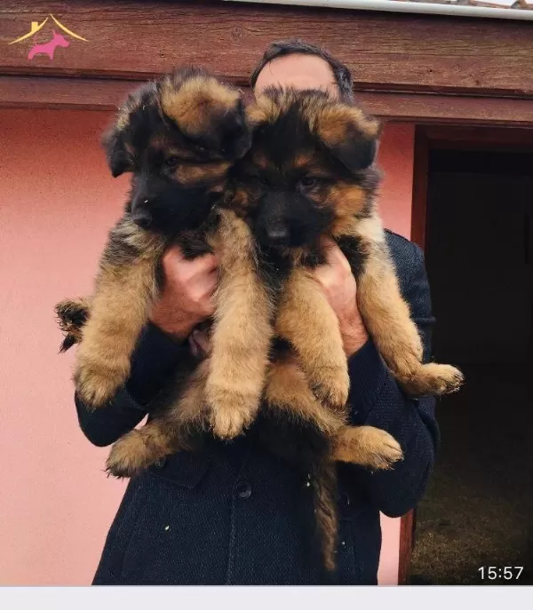 Scr Li Anne Baba Ve Scr Li Yavrular