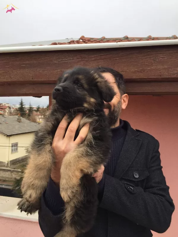 Scr Li Anne Baba Ve Scr Li Yavrular