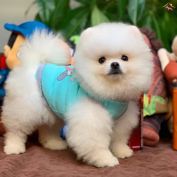 Yavru Patiler Hizmeti Ile Pomeranian Boo