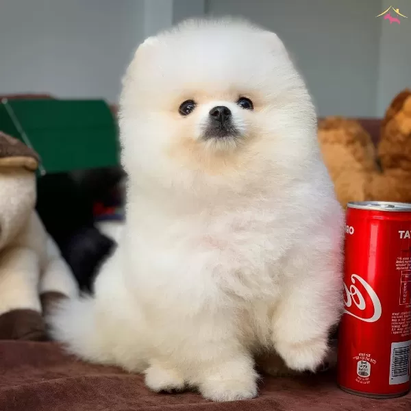 Yavru Patiler Hizmeti Ile Pomeranian Boo