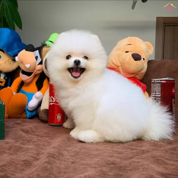 Yavru Patiler Hizmeti Ile Pomeranian Boo