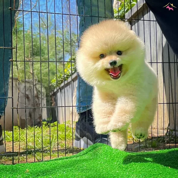 Yavru Patiler Guvencesi Ile Fci Belgeli Pomeranian Boo