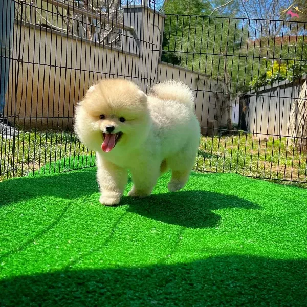 Yavru Patiler Guvencesi Ile Fci Belgeli Pomeranian Boo