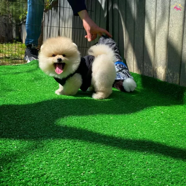 Yavru Patiler Guvencesi Ile Fci Belgeli Pomeranian Boo