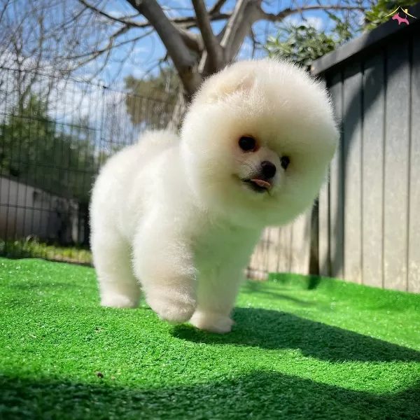 Yavru Patiler Guvencesi Ile Fci Belgeli Pomeranian Boo