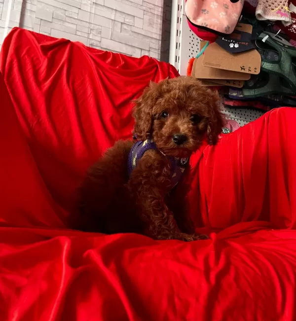 Bebek Surat Red Toy Poodle