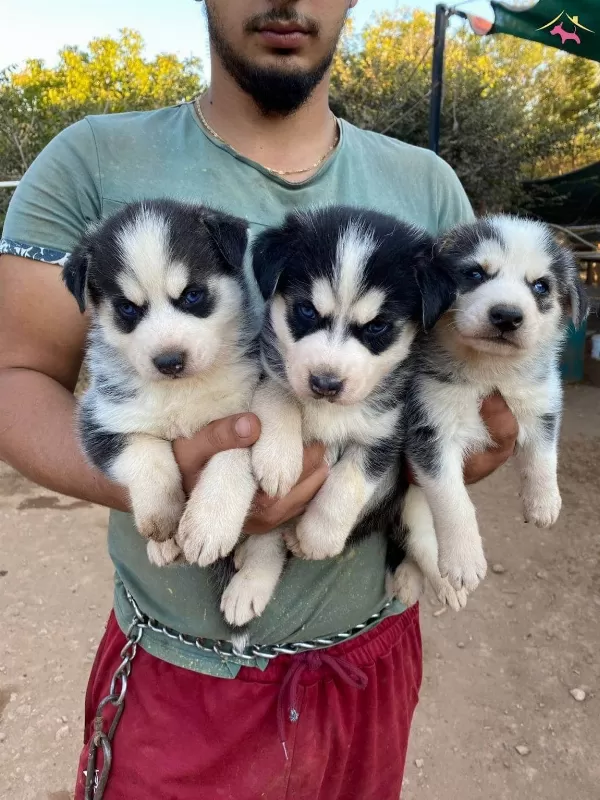 Ruhsatli Üretim Çiftliğinden Husky Yavrular