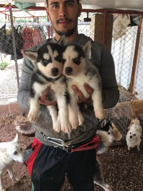 Ruhsatli Üretim Çiftliğinden Husky Yavrular