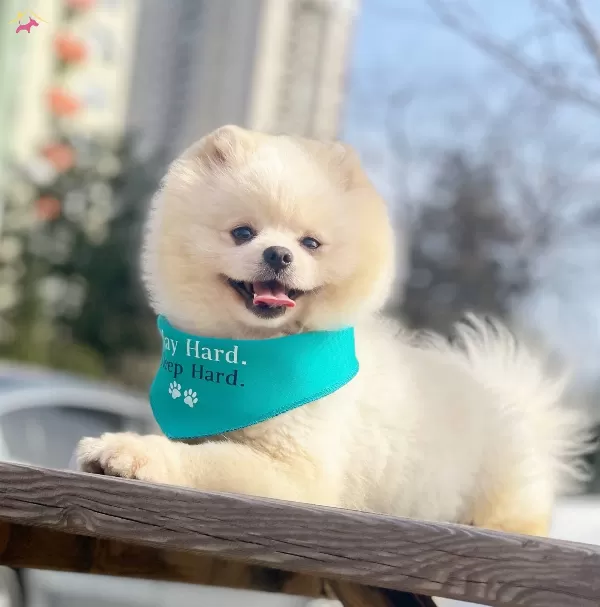 Pomeranian Boo Ayicik Tip Irk Garantili Asılar Tam Eğitimli