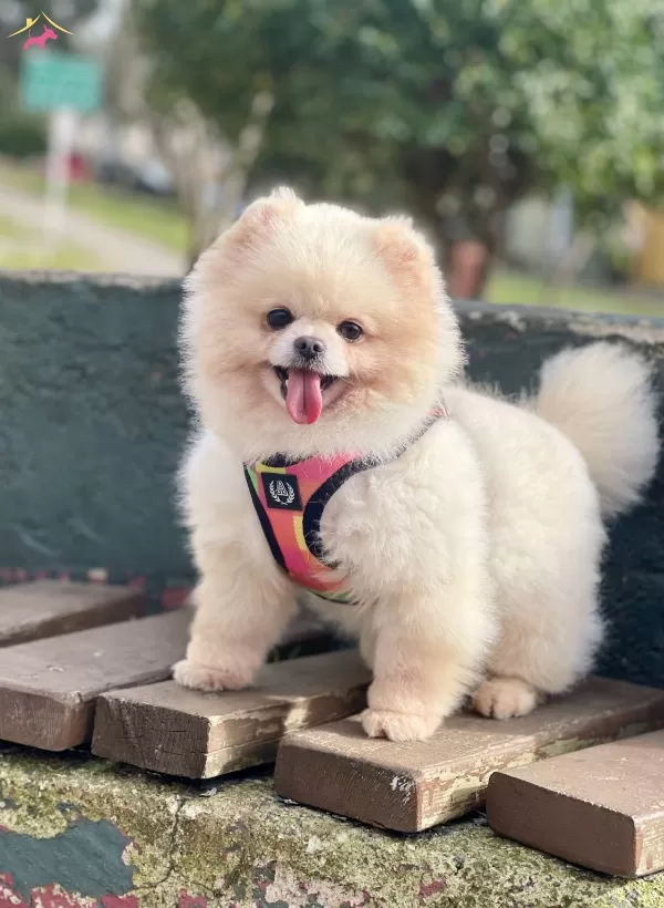 Pomeranian Boo Ayicik Tip Irk Garantili Asılar Tam Eğitimli