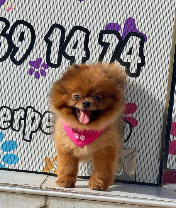 Pomeranian Boo Ayicik Tip Irk Garantili Asılar Tam Eğitimli