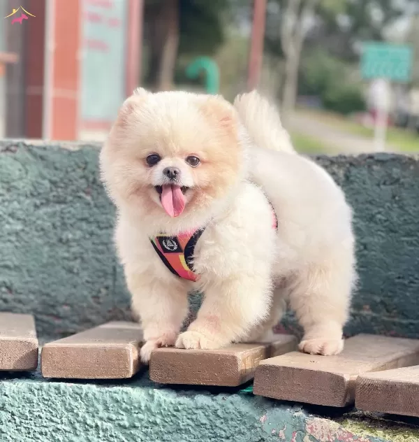 Pomeranian Boo Ayicik Tip Irk Garantili Asılar Tam Eğitimli