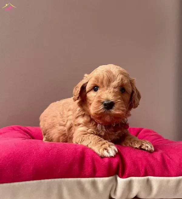 A Kalite Maltipoo Yavrularımiz
