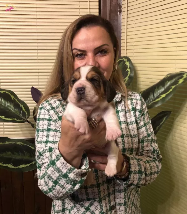 Uc Renk Harika Beagle Yavrularımız