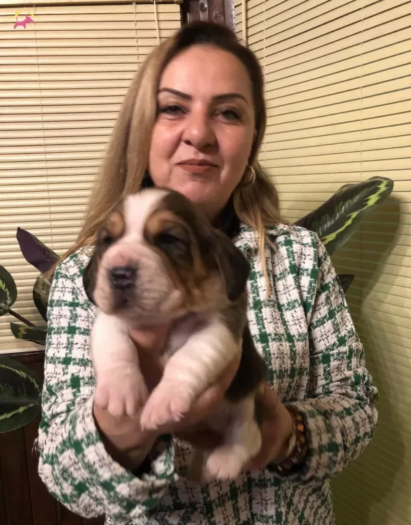 Uc Renk Harika Beagle Yavrularımız