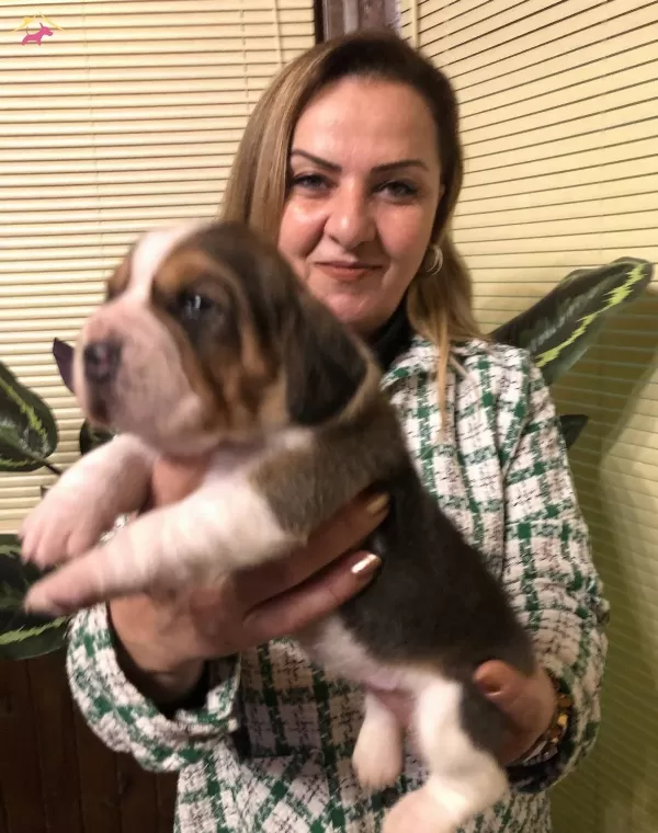 Uc Renk Harika Beagle Yavrularımız