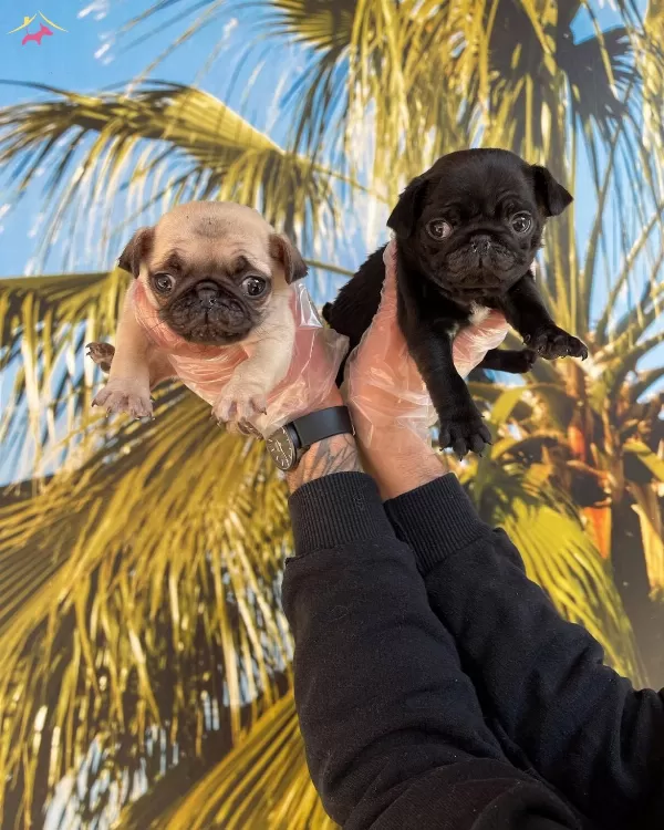 Irk Ve Sağlık Garantili Pug Yavrular