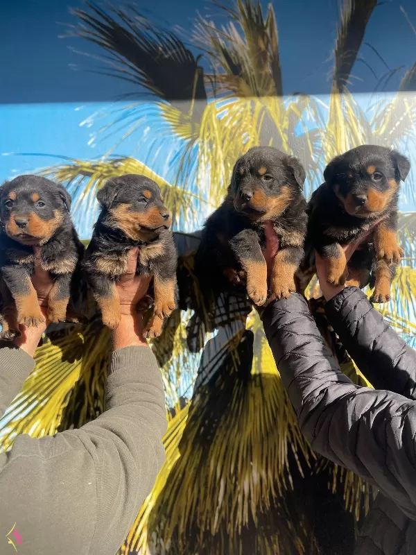 Irk ve Sağlık Garantili Rotweiler Yavrular