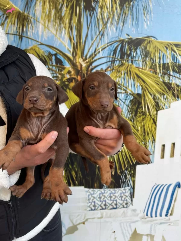 Irk Ve Saglik Garantili Doberman