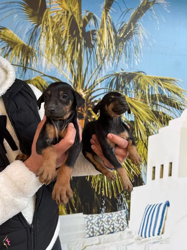 Irk Ve Saglik Garantili Doberman