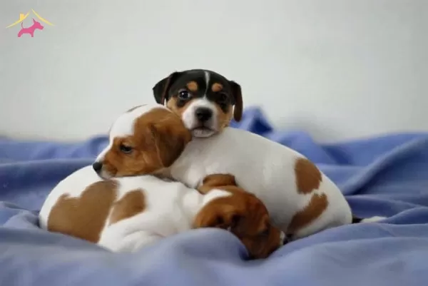 Irk Ve Sağlik Garantili Jack Russel