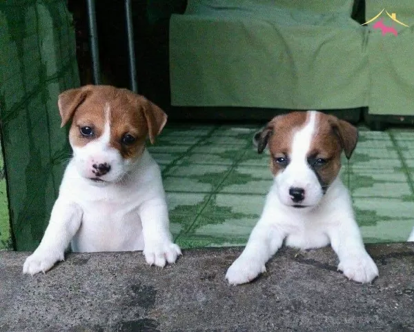 Irk Ve Sağlik Garantili Jack Russel