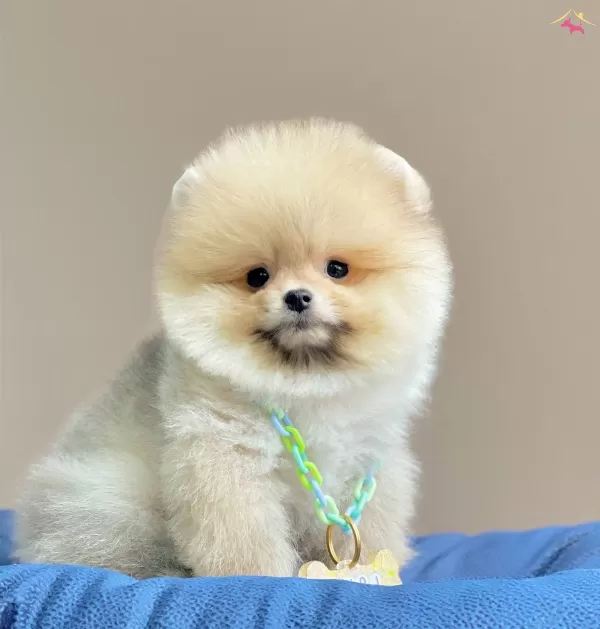 Pomeranian Boo Teddy Bear Eğitimli Asılı Yavrularımız