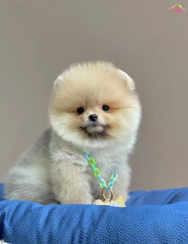Pomeranian Boo Teddy Bear Eğitimli Asılı Yavrularımız