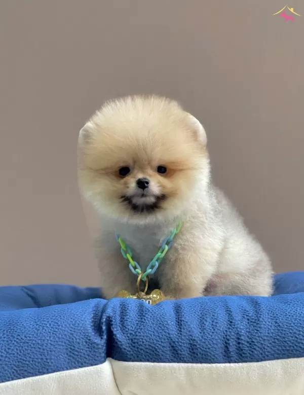 Pomeranian Boo Teddy Bear Eğitimli Asılı Yavrularımız