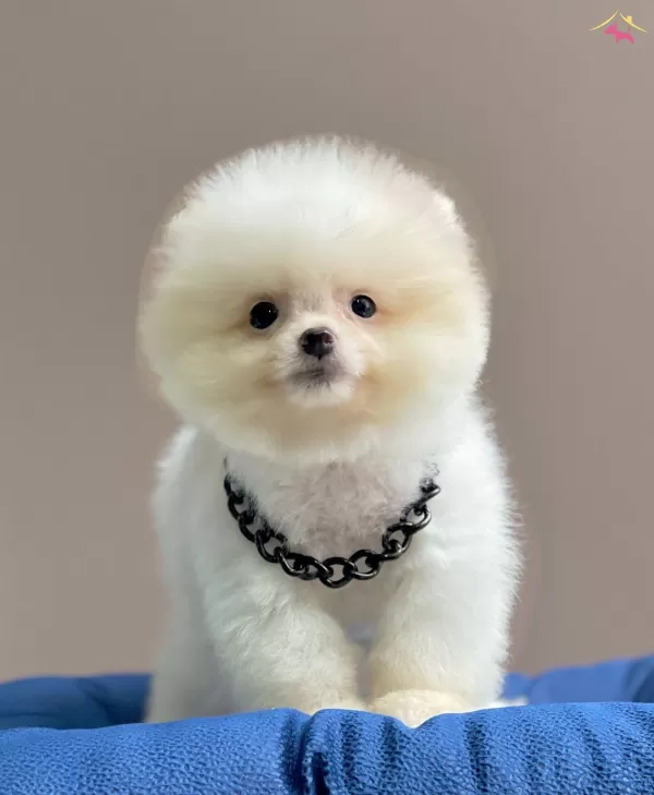 Pomeranian Boo Teddy Bear Eğitimli Asılı Yavrularımız